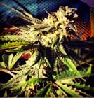 Blue Chemdawg- 710 Genetics