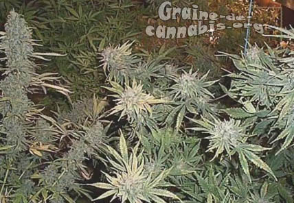 california-indica