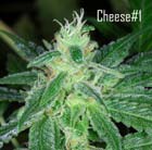 Cheese1 - Kaliman Seeds