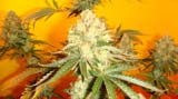 Chem4 x OTM1 - Mosca Seeds