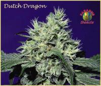 dutchdragon