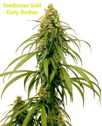 earlydurban