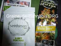 graines white berry