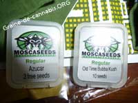 graines mosca seeds