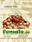 femaleseeds-mix-indoor