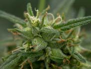 Fools Gold - 710 Genetics