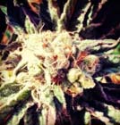 Fruity widow- 710 Genetics