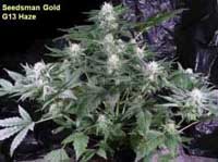 g13-haze