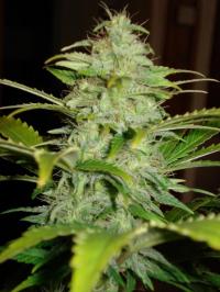 hindu-kush