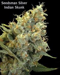 indianskunk