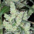 Marleys cheese- Kaliman Seeds