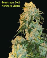 northligh