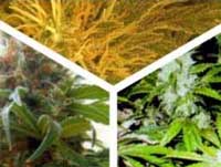 outdoorweed