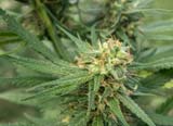 Pure Jack- 710 Genetics