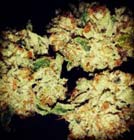 Somango - 710 Genetics