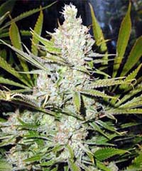 super-lemon-haze