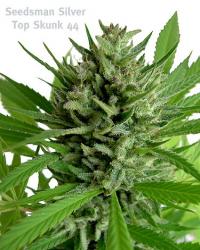top-skunk-44