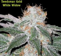 whitewidow-seedsman