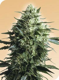 afghani1