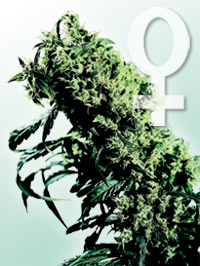 northern-lights-5-haze-femelle