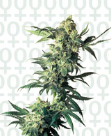 northern-lights-feminisee