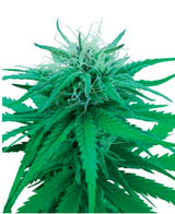 ruderalis-indica-autofloraison-sensiseeds