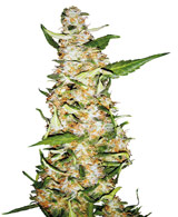 skunk-1-autofloraison-sensiseeds