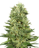 skunk 1 autofloraison white label