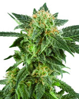 snow-ryder-autofloraison-whitelabel