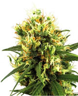 white-haze-autofloraison-whitelabel