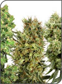 white-label-mix