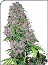 white-purple-bud-femelle