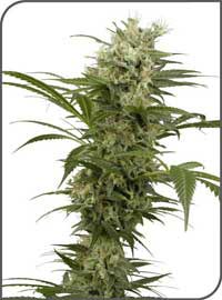white-sativa-mix-femelle