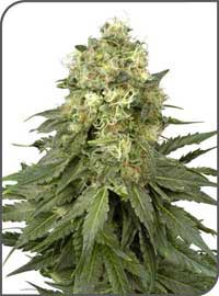 white-widow