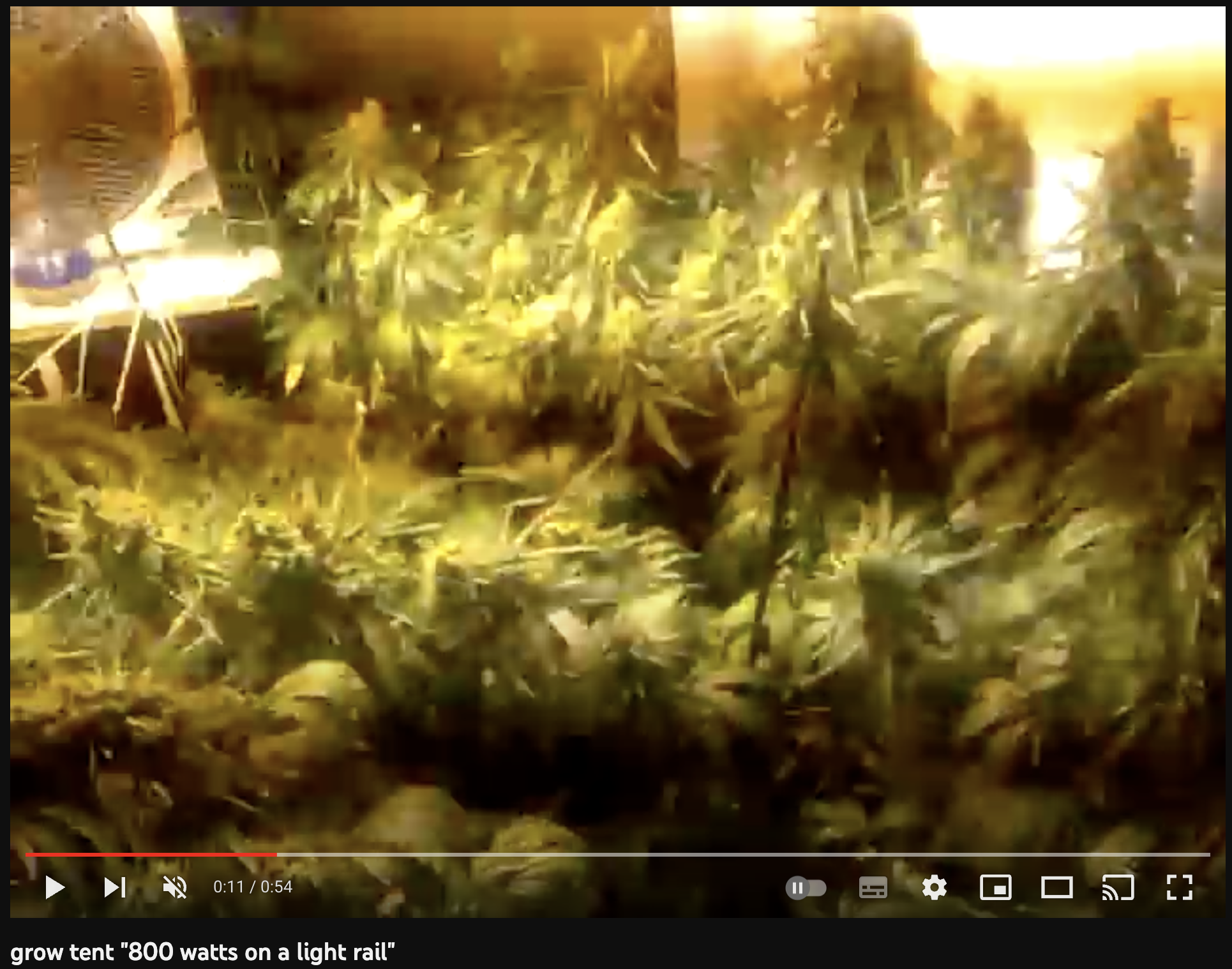 video cannabis xxx