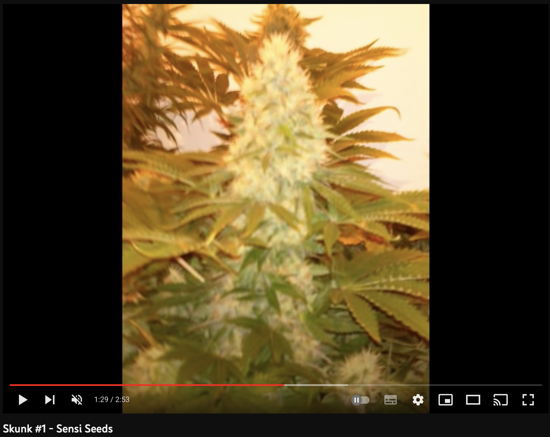 video cannabis xxx