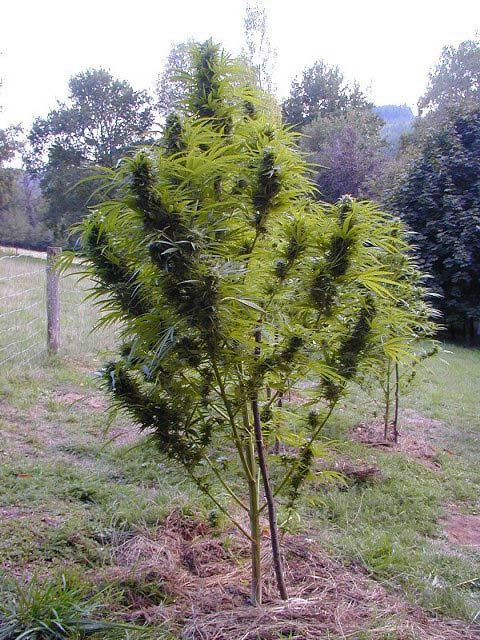 comment planter du zamal a la reunion