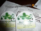 graines autofloraison high supplies