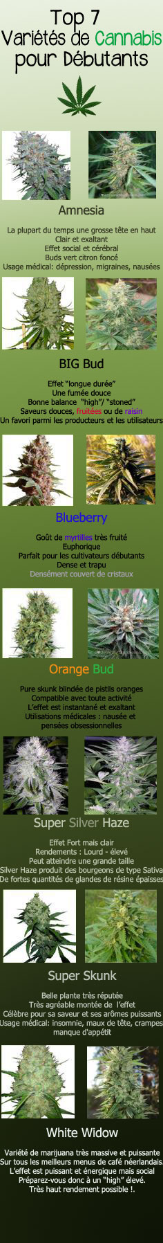 top 7 graines cannabis pour débutants