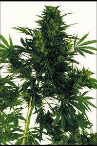 big-bud-super-skunk