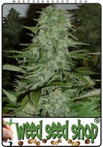 chronic