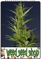 durban-poison