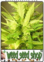 hindu-kush