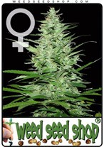 indoor-mix-feminized