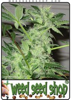 northern-light-x-shiva