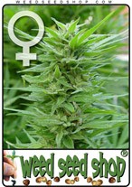 pure-power-plant-ppp-feminized