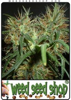 skunk-special