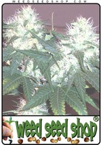 white-rhino