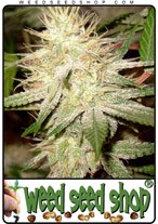 white-widow