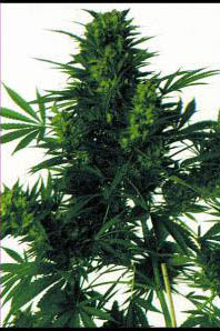 Afghani-Hindu-Kush